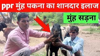 ppr treatment in sheep and goats  बकरियों का मुंह पक जाना [upl. by Christiano31]