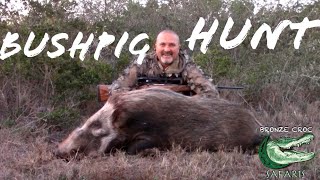 Exciting Bush pig hunting with Bronze Croc Safaris in South Africa  African Hunting Safari [upl. by Nnairb]