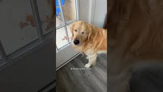 we ALL know the look dogshorts goldenretriever puppy dogs puppies funnyvideos [upl. by Eitten]