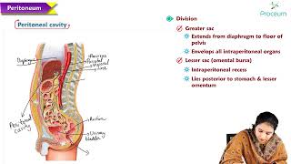 6  Peritoneum and retroperitoneum  Anatomy MBBS Lectures [upl. by Wynny929]