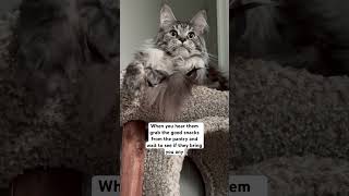 The good snacks crinkle different 🍪 mainecoonlovers cat kitten spiderman music entertainment [upl. by Gowrie594]