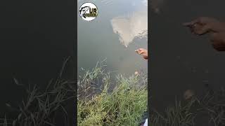 Fish katch fishing carpfishing [upl. by Nahte]