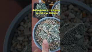 😮 Cultivares RAROS de Astrophytum myriostigma Fukuryu HakuJo [upl. by Atilek]