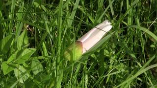 Field Bindweed Convolvulus arvensis [upl. by Eissalc]