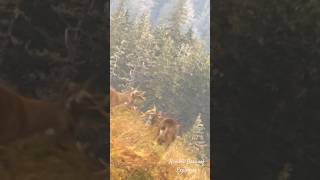 Sitka Blacktail Deer Fighting Southeast Alaska [upl. by Areic]