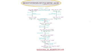 23 BIOSYNTHESIS OF PALMITIC ACID  SEM III  PAPER II [upl. by Atikcir327]