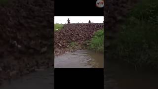 raising ducks in a rice field 🤯🌾🦢 facts discover rice ducks farming [upl. by Pasadis680]