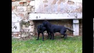 Labrador Retriever Fanworts Bill Robin und Roume vom Kastell Stegraifepach Muffin [upl. by Einnov612]