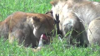 Lions Hunt Warthog in Maasai Mara 2015 [upl. by Klehm418]