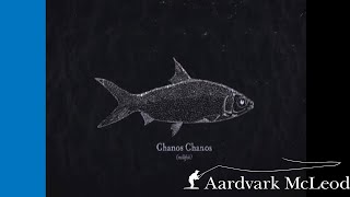 Chanos Chanos  Milkfish on the Fly [upl. by Else]