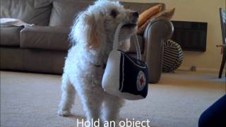 Miniature Poodle Tricks 4 [upl. by Adel]