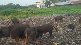 animal videoswild pigs animal farmboarhog pigs [upl. by Denn617]