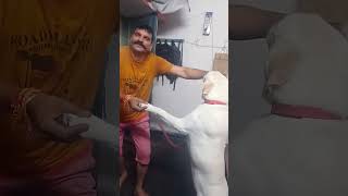 Nachna sikhnae thaa ne ballya music doglover youtube viralvideo 🐕🐕🐕🐕🐕🐕🐕 [upl. by Egidius]