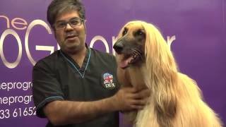 How to groom an Afghan Hound  Grooming Guide  Pro Groomer [upl. by Eelirak]