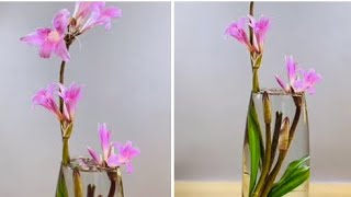 Pink Amaryllis Flower Arrangement Ideas [upl. by Loesceke]