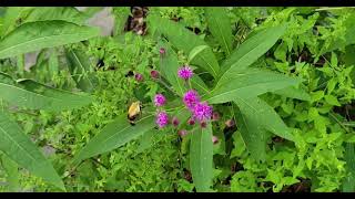 snowberry clearwing moths at NY ironweed [upl. by Assirod]