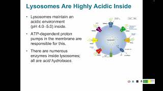 Protein Trafficking 6 Coated Vesicles Endosomes and Lysosomes [upl. by Kellda]