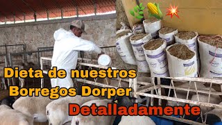 La Dieta de nuestros Borregos Dorper🌿😀DETALLADAMENTE‼️ [upl. by Breech]