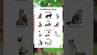 Cat Markings Chart Discover Different Cat Coat Patterns 🐱🎨 [upl. by Anuahs]