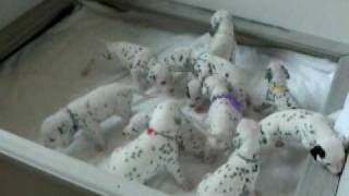 Dalmatian Puppies Eleven of Them 90 shy of 101 Dalmatians [upl. by Halette]