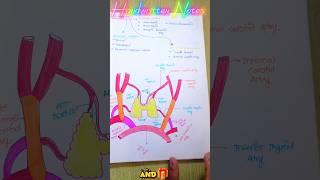 ◀️Notes 😎 HANDWRITTEN THYROID GLAND  shorts anatomy notes [upl. by Lyall]