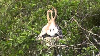 Baby Anhinga FeedingOuch [upl. by Elah]