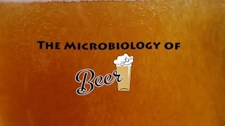 The Microbiology of Beer  Microbes After Hours [upl. by Ressay]