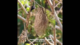 Cacique Meksiko atau cacique bersayap kuning adalah spesies cacique dalam famili Icteridae birds [upl. by Boardman]