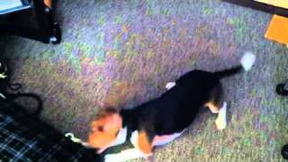 Beagle does not like 3 Stooges Bottle Opener [upl. by Neirod712]