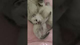 Our Ragdoll kittens are growing well ragdoll ragdollkittens kitten ragdollcat ragdolllove [upl. by Aniar]