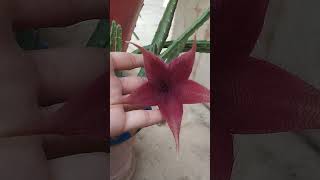 Stapelia gigantea 💝 subscribe channel👍 [upl. by Hseham371]