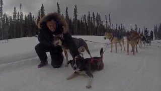 A Dog Sledding Adventure in Alaska [upl. by Waechter125]