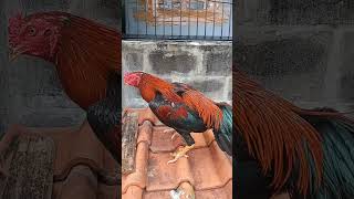 Ayam brakot pakhoy [upl. by Lamek]