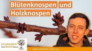 Blütenknospen und Holzknospen unterscheiden  wichtig für den Obstbaumschnitt [upl. by Aubert]