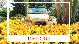 calm journey into the realm of beautiful daffodil flowers abandoned Citroën 2CV and daffodil tour [upl. by Black901]