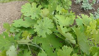 Macleaya cordata Willd R Br čes makleja srdčitá [upl. by Epotimet]