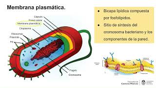 Generalidades de bacteriología [upl. by Juna]