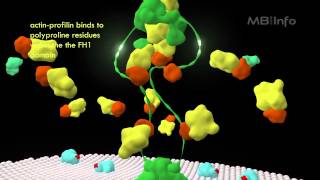 Formin mediated actin nucleation and filament assembly [upl. by Araht798]