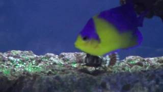 Marine Angelfish Tank 2010 [upl. by Eulalia113]