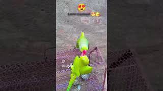 Lovely moment 🥰🥰🥰mittoo mittutota petbird birds mittumittu talkingparrot [upl. by Ayidah]