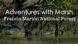 Adventures with Marsh in Francis Marion National Forest [upl. by Alfi]