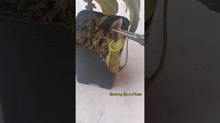 Feeding my Nepenthes a slug 🐌 nepenthesplant pitcherplants carnivorousplants nepenthes [upl. by Name29]