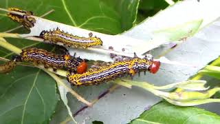 COLOURFUL Caterpillars Schizura concinna Notodontidae [upl. by Llenram]