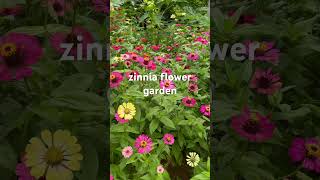 my Zinnia Flower Garden [upl. by Yesdnyl]