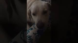 cobberdog labrador scoober doglover  So cute ðŸ¥° [upl. by Nosmirc228]