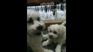 Bichon Frise Puppy and brother play fighting [upl. by Dauf330]