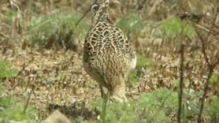 Little Whimbrel  Numenius minutus [upl. by Phionna977]