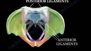 Anatomy Of The Pelvis  Everything You Need To Know  Dr Nabil Ebraheim [upl. by Ahsyekat]