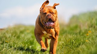 Best of Dogue de Bordeaux  Amazing Guard Dog [upl. by Archy856]