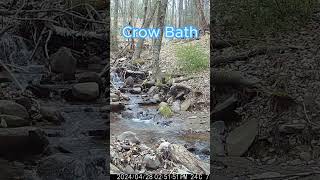 Crow Takes A Bath wildlife trailcam caughtontrailcam [upl. by Sedinoel]